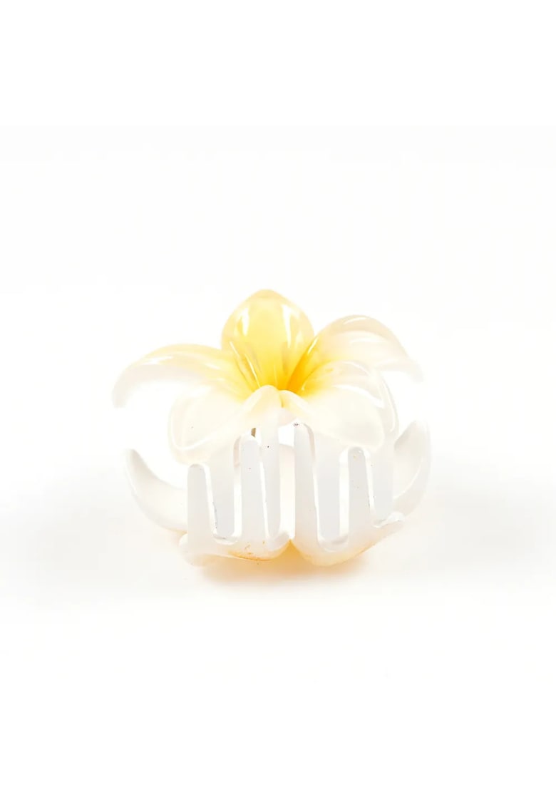 Cleste par floare alba cu detalii galbene