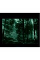 Startonight Tablou DualView  Alee in Padure, Natura, Luminos in intuneric, 70 x 100 cm Femei