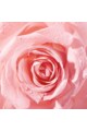 Nivea Rose Touch Rózsavizes micellás víz, 400 ml női
